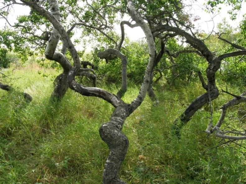  Khu rừng cây dương nằm cách thị trấn Hafford, Canada khoảng 20 km về phía Tây Bắc là một địa điểm nổi tiếng thế giới với bí ẩn gây nhiều tò mò.
