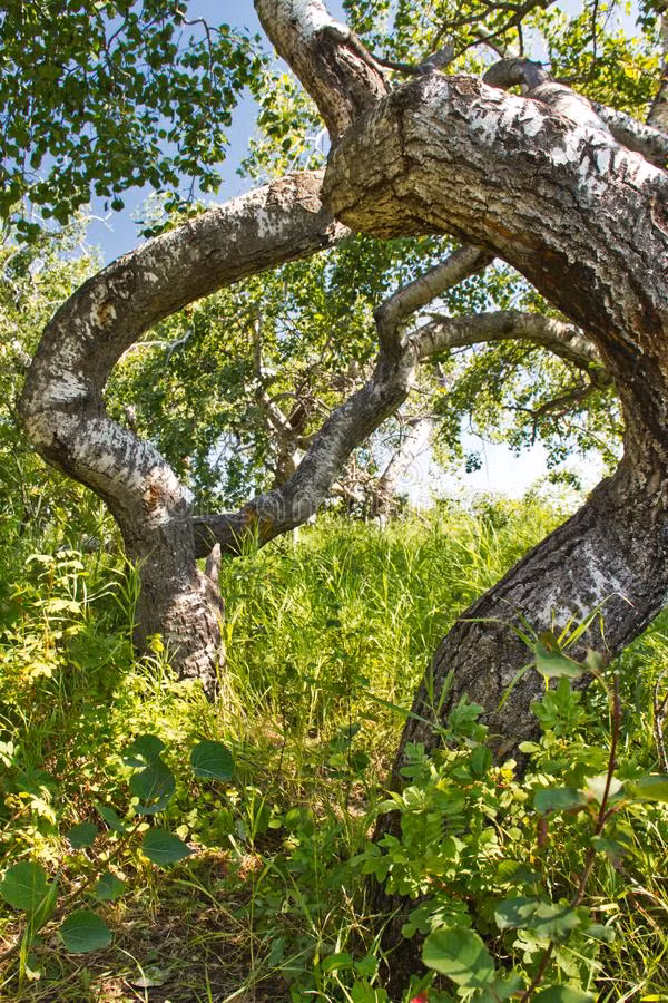 Sự việc càng thu hút công chúng hơn khi một vài người dân địa phương kể rằng, gia súc hiếm khi lại gần những cái cây cong vẹo đó.