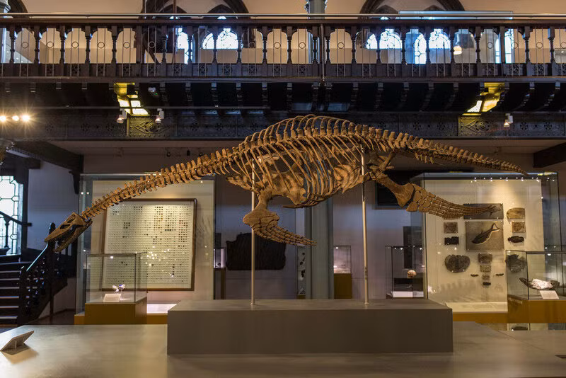 Theo các chuyên gia, bộ xương của "thủy quái" trên thuộc về bộ bò sát biển plesiosaur. Đây là sinh vật đầu tiên thuộc nhóm plesiosaur được tìm thấy tại Nam Cực và cũng là loài cổ nhất từng được phát hiện tại đây.