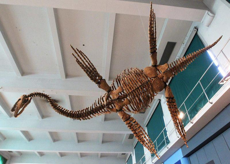 "Thủy quái" plesiosaur tìm thấy tại Nam Cực có niên đại khoảng 150 triệu năm tuổi.