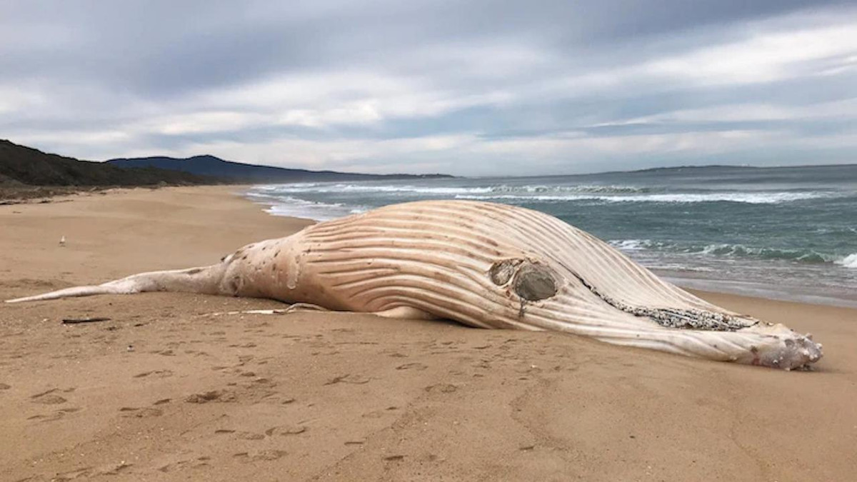 Để giải mã bí ẩn này, các quan chức động vật hoang dã của Australia đã gửi mẫu mô của con cá voi tới Bảo tàng Victoria để phân tích ADN. Họ tin rằng, việc làm này sẽ giúp xác nhận tình trạng sức khỏe của con cá voi trước khi chết.