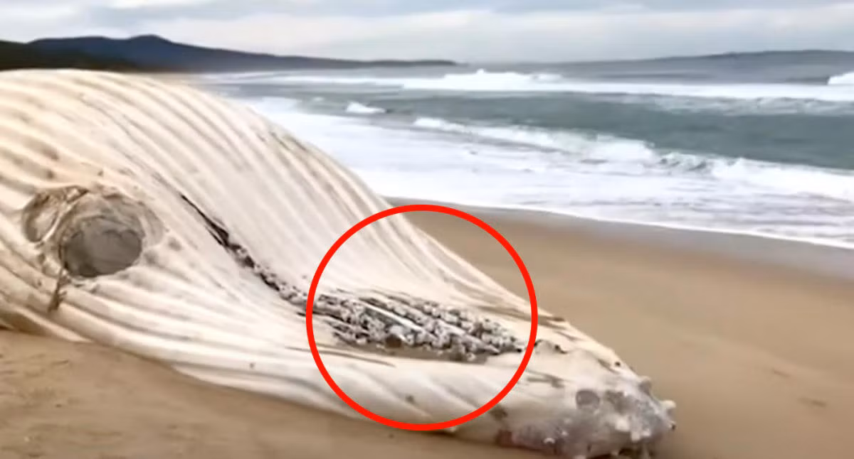 Mặc dù con cá voi lưng gù có màu trắng nhưng các chuyên gia không cho rằng nó mắc bệnh bạch tạng. Họ đã tới hiện trường để kiểm tra xác con cá voi lưng gù và phát hiện con vật này không có màu trắng hoàn toàn.