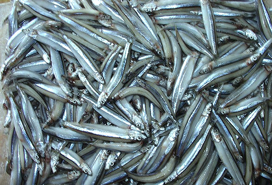 Việc nhìn thấy lượng lớn cá cơm rơi xuống đường phố, mái nhà và trạm dừng xe buýt... khiến công chúng tò mò không biết chuyện gì đang xảy ra.