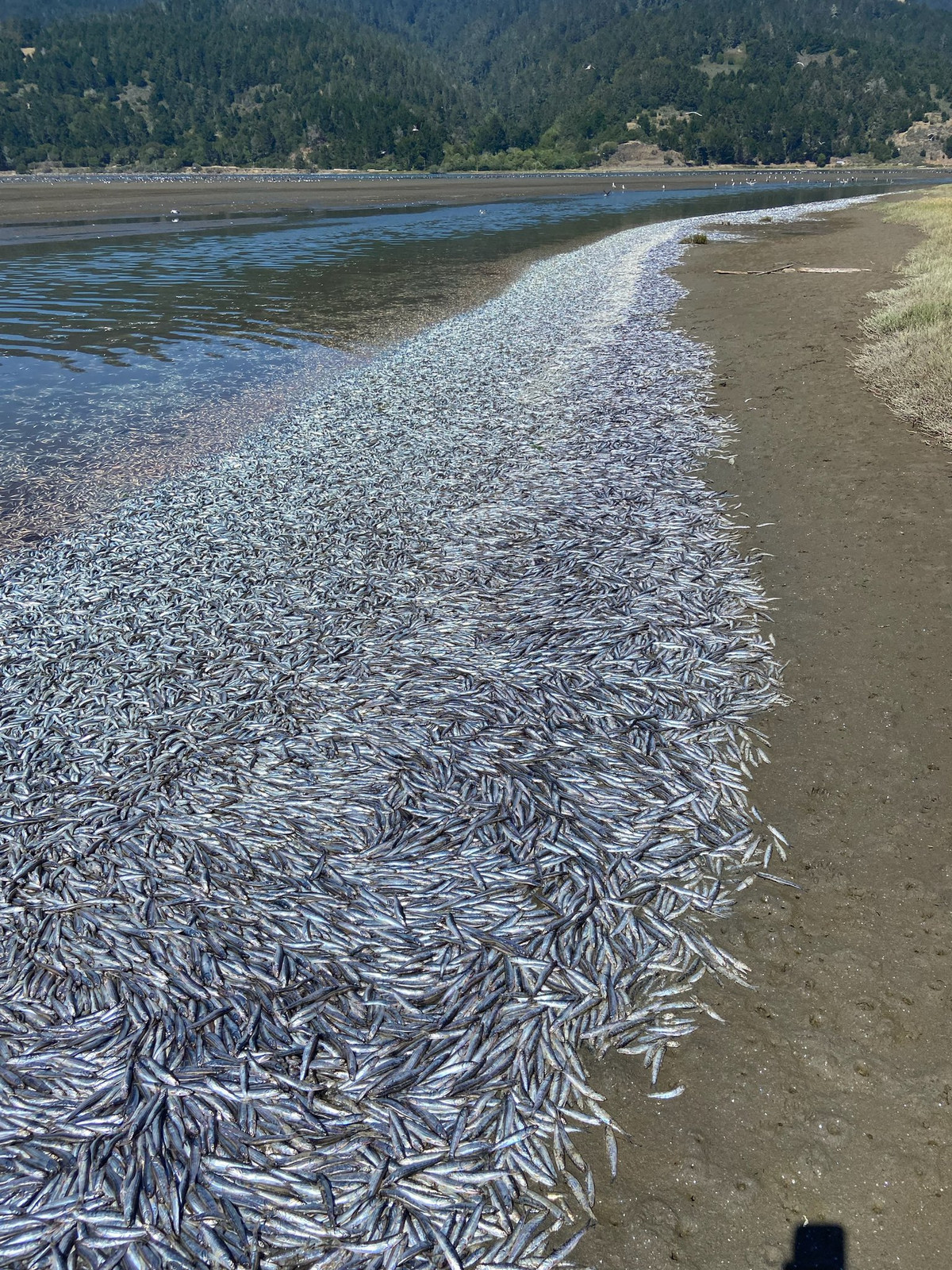 Giám đốc các công viên quận Marin, ông Max Korten cho hay đây là lần hiếm hoi mọi người nhìn thấy "trận mưa cá cơm" lớn như vậy.