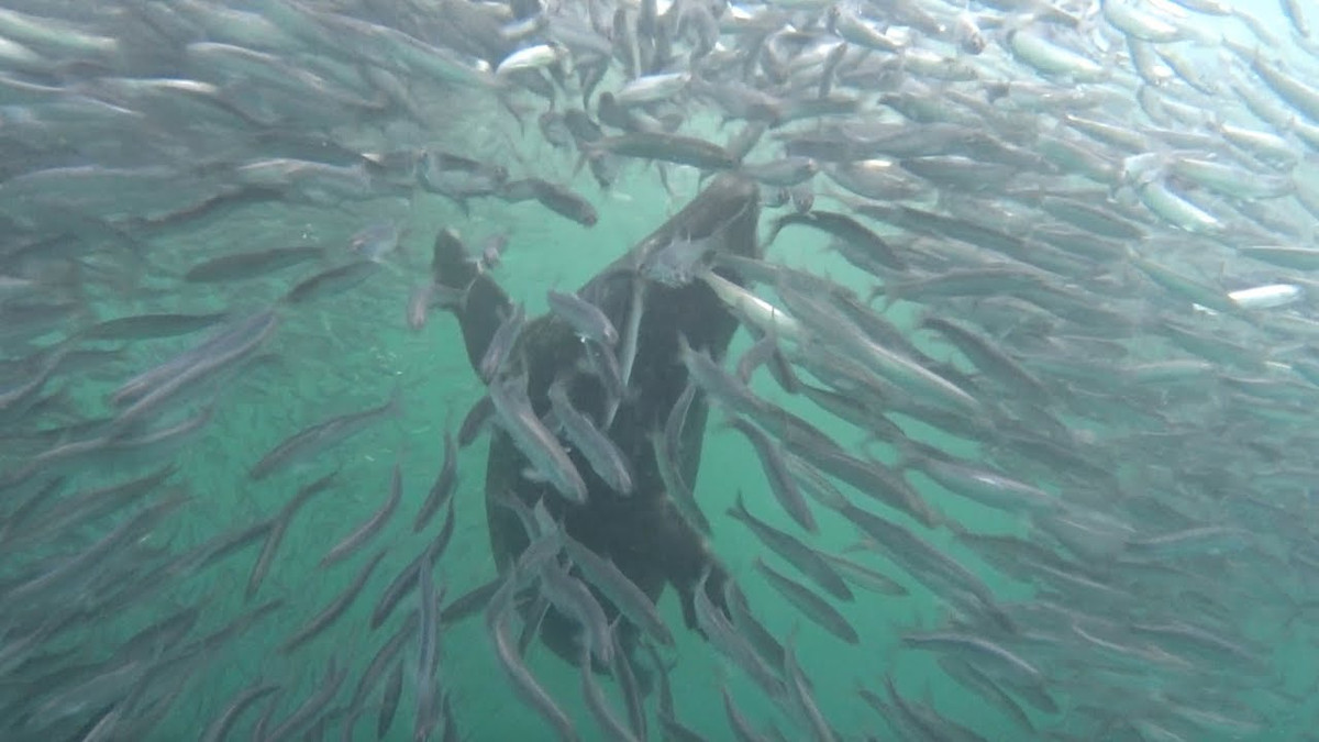 Một nhà nghiên cứu tình nguyện có tên Jim Ervin suy đoán đàn cá cơm lúc đó có thể đang di chuyển đến khu vực tìm kiếm thức ăn.