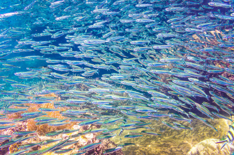 Một lượng cá cơm có thể bị những đàn chim biển bắt được nhưng sau đó làm rơi chúng xuống mặt đất và tạo nên "cơm mưa cá cơm" như nhiều người nhìn thấy.
