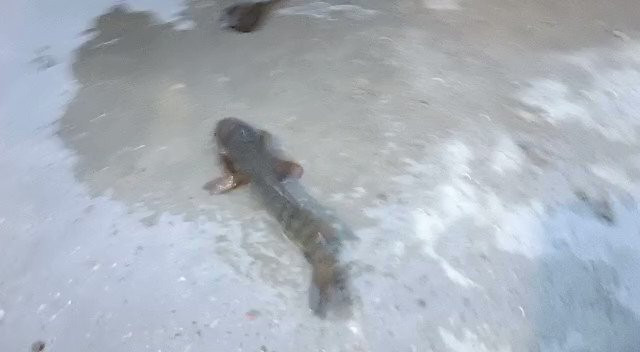 Vào tháng 6 vừa qua, một "trận mưa cá" xảy ra tại các khu rừng trong những khu rừng rậm ở Mahadevpur.