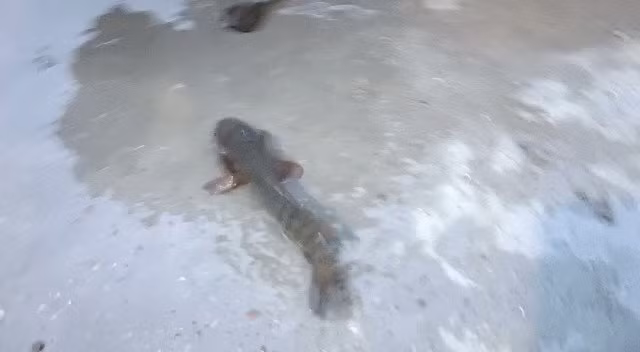 Vào tháng 6 vừa qua, một "trận mưa cá" xảy ra tại các khu rừng trong những khu rừng rậm ở Mahadevpur.