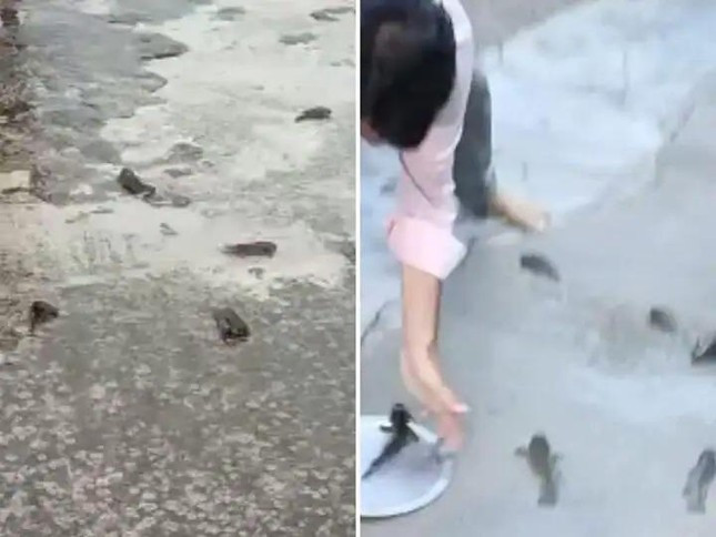 Trước sự việc này, một số người dân đã quay video, chụp ảnh hiện tượng "mưa cá" hiếm gặp và đăng lên mặng xã hội.