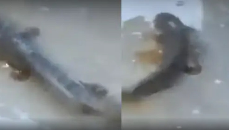 Nhiều cư dân mạng cảm thấy thích thú và bất ngờ khi xem ảnh, video về "trận mưa cá" mới diễn ra ở thị trấn Jagtial.