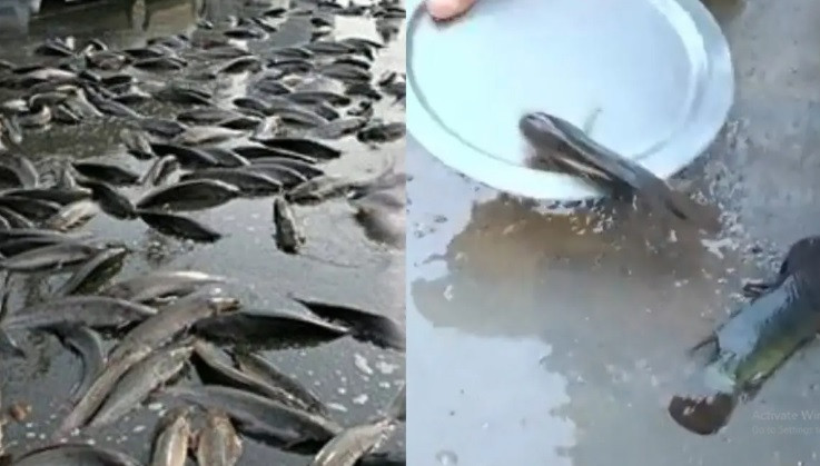 "Mưa cá" không phải là hiện tượng hiếm gặp ở Ấn Độ và một số nước trên thế giới. Vài ngày trước sự kiện này, quận Bhupalpally ở Telangana cũng ghi nhận hiện tượng tương tự.