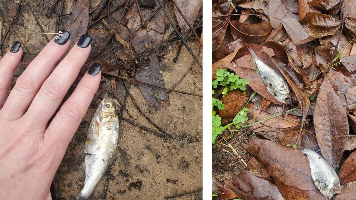 Theo các chuyên gia, "mưa cá" là hiện tượng khí tượng xảy ra khi gió xoáy mạnh di chuyển qua vùng nước nông, phát triển thành vòi rồng nước và hút các vật thể nhỏ trong nước lên cao.