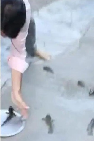 Theo lời kể của các nhân chứng, những con cá nhỏ đã rơi từ trên trời xuống khi trời đổ mưa lớn.