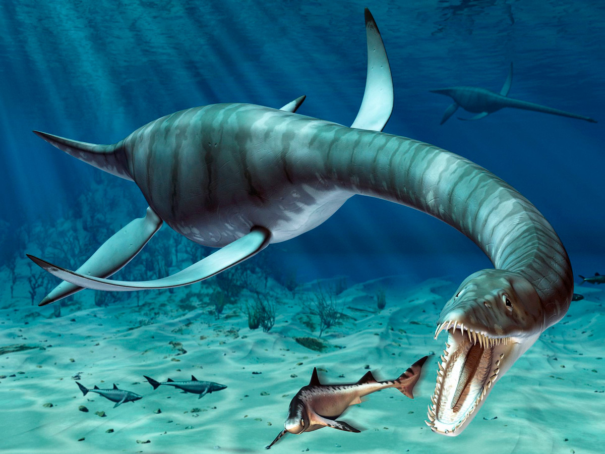 Các chuyên gia ước tính xà đầu long xuất hiện vào khoảng 245 triệu năm trước, tức thuộc kỷ Tam Điệp. Nó là một "người anh em" với khủng long nhưng sống dưới nước, 4 chân tiến hóa thành những chiếc vây.