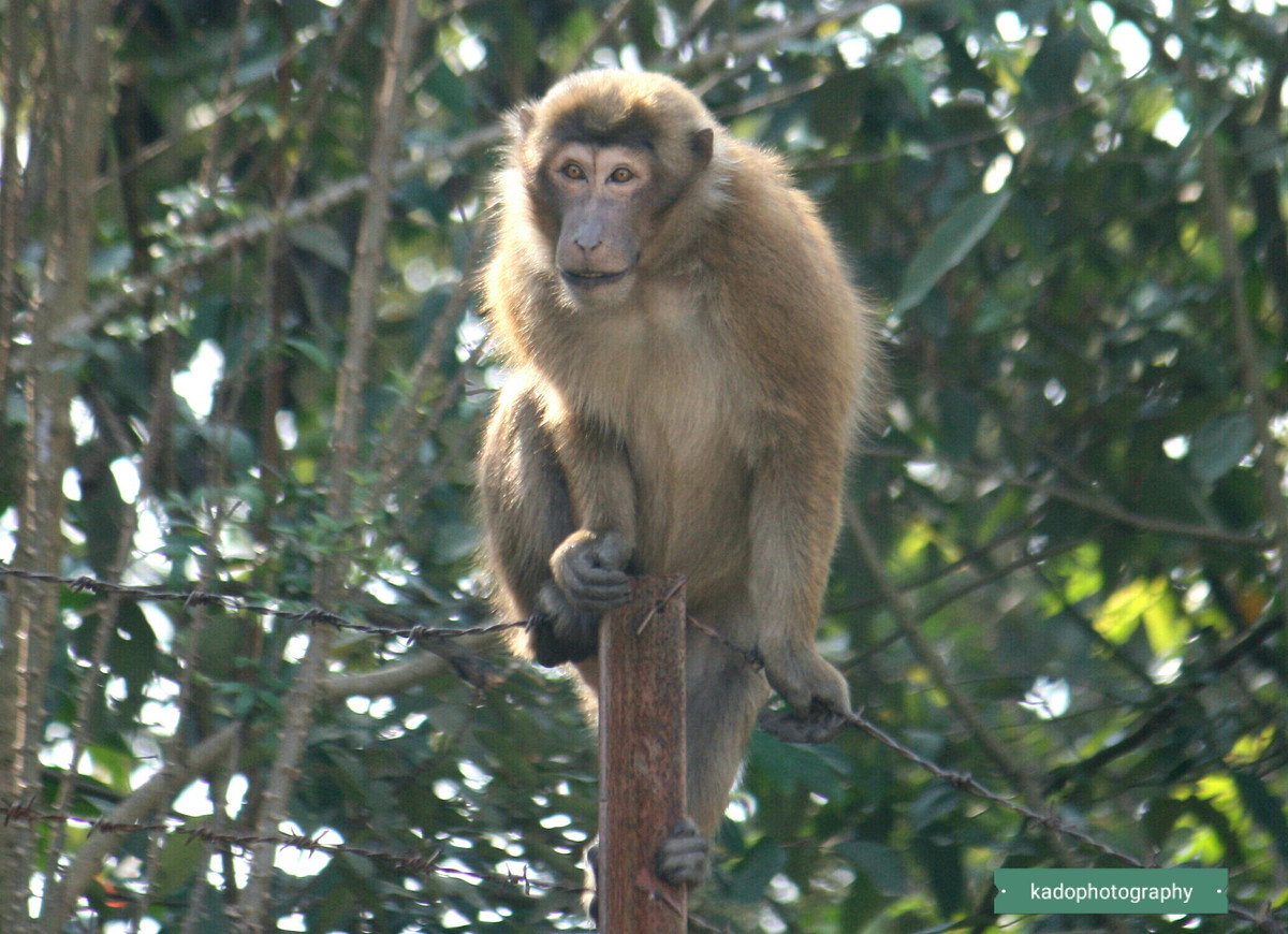 Hướng của lông ở trên đỉnh đầu của khỉ mốc rất đặc trưng khi mọc rẽ sang phải và sang trái, xoắn ở trên gốc tai. Mào của chúng hướng ra phía sau, đuôi thường mập phần gốc, thẳng và không thon.