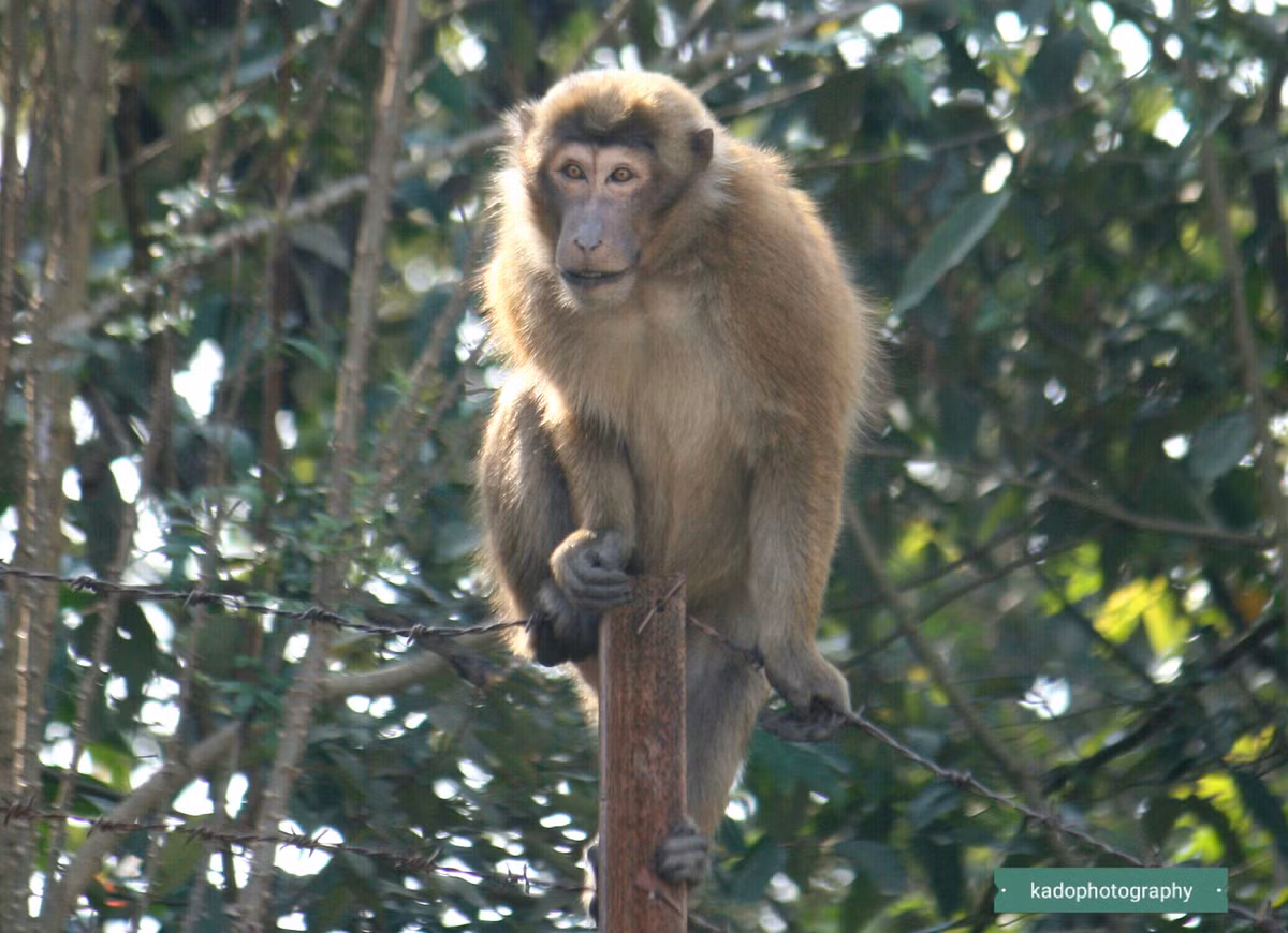 Hướng của lông ở trên đỉnh đầu của khỉ mốc rất đặc trưng khi mọc rẽ sang phải và sang trái, xoắn ở trên gốc tai. Mào của chúng hướng ra phía sau, đuôi thường mập phần gốc, thẳng và không thon.