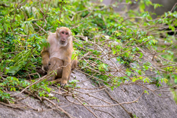 Tại đây, các chuyên gia kiểm tra sức khỏe cho 3 cá thể khỉ mốc. Ba con vật này có tổng trọng lượng 11,4 kg gồm khỉ bố, khỉ mẹ đang mang thai và một khỉ con khoảng 1 năm tuổi.
