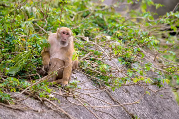 Tại đây, các chuyên gia kiểm tra sức khỏe cho 3 cá thể khỉ mốc. Ba con vật này có tổng trọng lượng 11,4 kg gồm khỉ bố, khỉ mẹ đang mang thai và một khỉ con khoảng 1 năm tuổi.