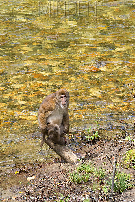 Gia đình trên đã nhờ anh Tẩn Tường Nhân giao nộp 3 con khỉ mốc cho Trung tâm Cứu hộ, bảo tồn và phát triển sinh vật Hoàng Liên (Vườn quốc gia Hoàng Liên Sa Pa).