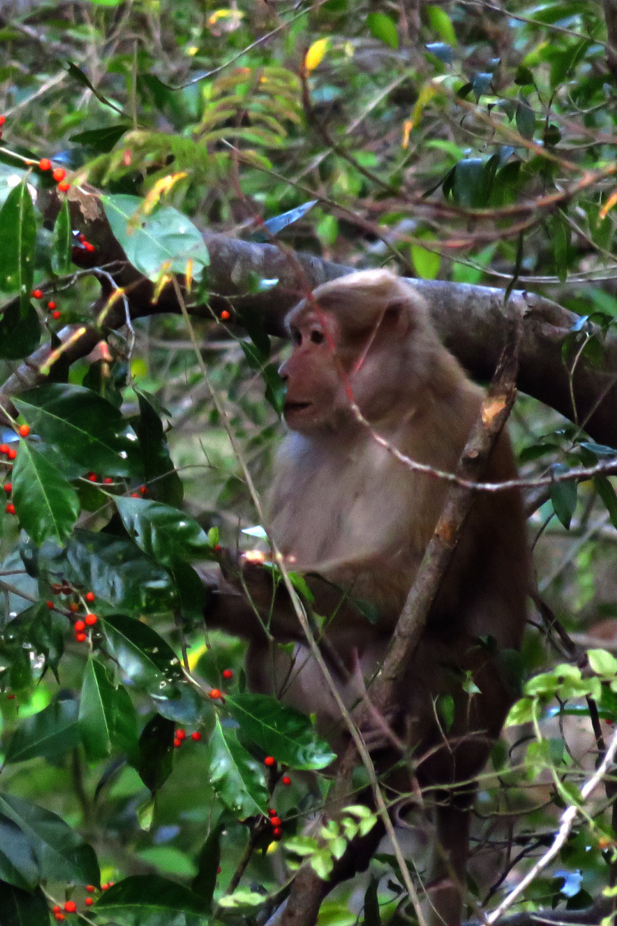 Biết khỉ mốc là loài động vật quý hiếm, người dân không được phép nuôi nhốt nên anh Tẩn Tường Nhân đã vận động, thuyết phục chủ hộ giao nộp 3 cá thể cho cơ quan chức năng cứu hộ theo quy định.