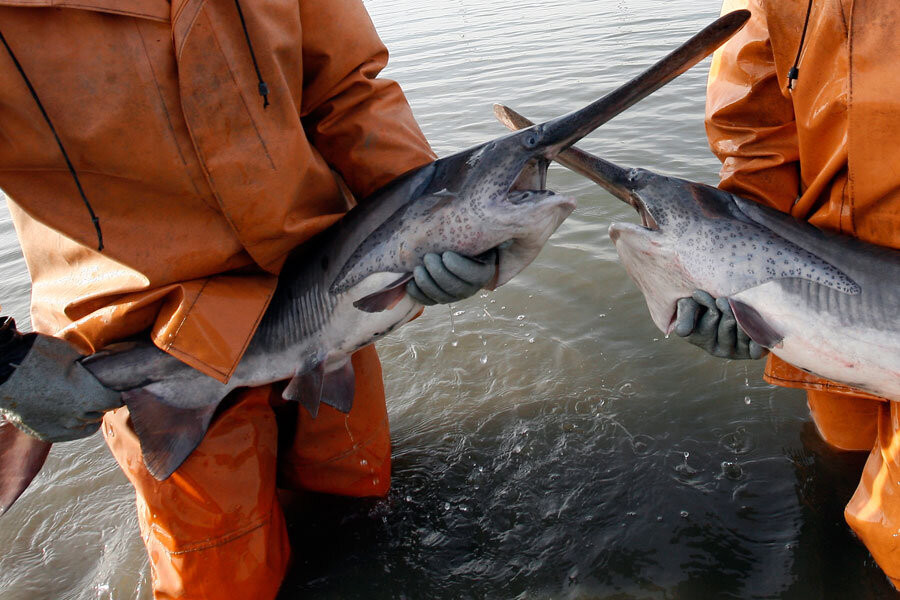 Trong những thập kỷ gần đây, số cá lượng cá thể cá tầm thìa Trung Quốc giảm mạnh do đánh bắt cá quá mức. Trong những năm 1970, ngư dân đánh bắt khoảng 25 tấn cá tầm thìa Trung Quốc mỗi năm.