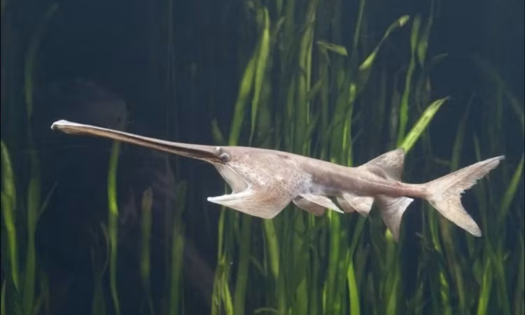 Theo các chuyên gia, cá tầm thìa Trung Quốc và họ hàng của nó đã tồn tại Trái Đất từ cuối kỷ Jura cách đây 200 triệu năm.