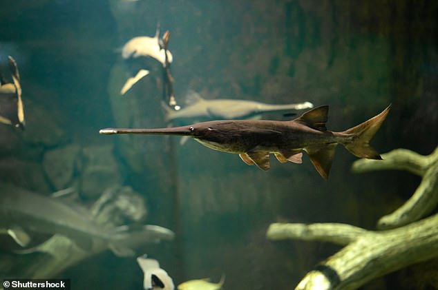 Theo lý giải của các chuyên gia, đập Cát Châu Bá không có đường cho cá di chuyển hay đường tránh. Điều này khiến cá tầm thìa Trung Quốc không thể tiếp cận khu vực sinh sản ở thượng nguồn.