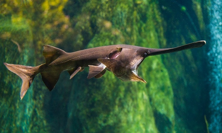 Cá tầm thìa Trung Quốc là một trong 2 loại cá tầm thìa trên thế giới. Loại còn lại là cá tầm thìa Mỹ cũng đang trong tình trạng bị đe dọa tại lưu vực sông Mississippi.