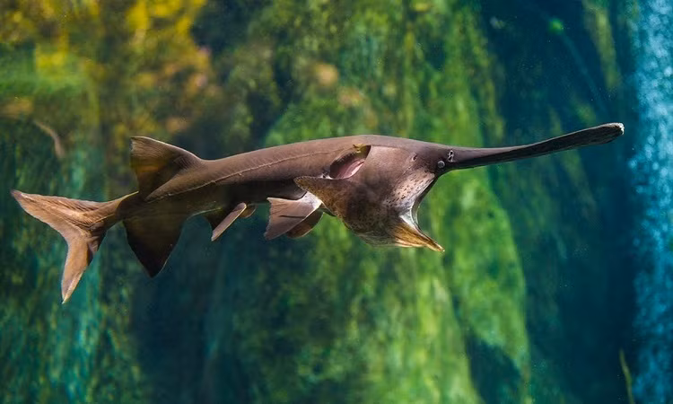 Cá tầm thìa Trung Quốc là một trong 2 loại cá tầm thìa trên thế giới. Loại còn lại là cá tầm thìa Mỹ cũng đang trong tình trạng bị đe dọa tại lưu vực sông Mississippi.