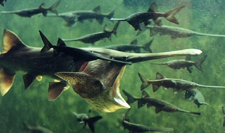 Số lượng cá thể cá tầm thìa Trung Quốc tiếp tục sụt giảm sau khi con đập được xây dựng. Tuy nhiên, giới chức trách và các chuyên gia không kịp thời nhận ra sự việc này.