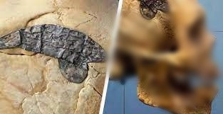 Theo các chuyên gia, hộp sọ cổ xưa đó thuộc về một chiến binh người Peru qua đời cách đây khoảng 2.000 năm. Điều đặc biệt trên hộp sọ là có một mảnh kim loại ghép vào chỗ bị vỡ.