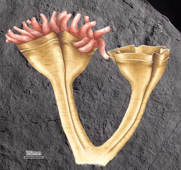 Dong vat an thit som nhat the gioi duoc dat theo ten nha tu nhien hoc