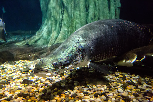 Vảy của cá hải tượng long khi trưởng thành có màu sắc đậm hơn, ngả nâu xám và có ánh kim. Trên vảy vây lưng, vây đuôi và vây hậu môn của loài cá nước ngọt này có điểm màu đỏ cam nổi bật.