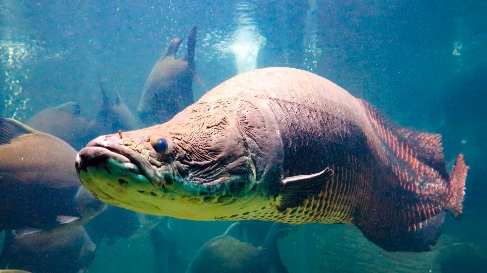 Do có cơ thể "khủng" nên lớn khiến cá hải tượng long không thể sử dụng nguồn oxy sẵn có trong nước để thở. Do vậy, loài cá này thường xuyên phải nổi lên mặt nước để lấy dưỡng khí.