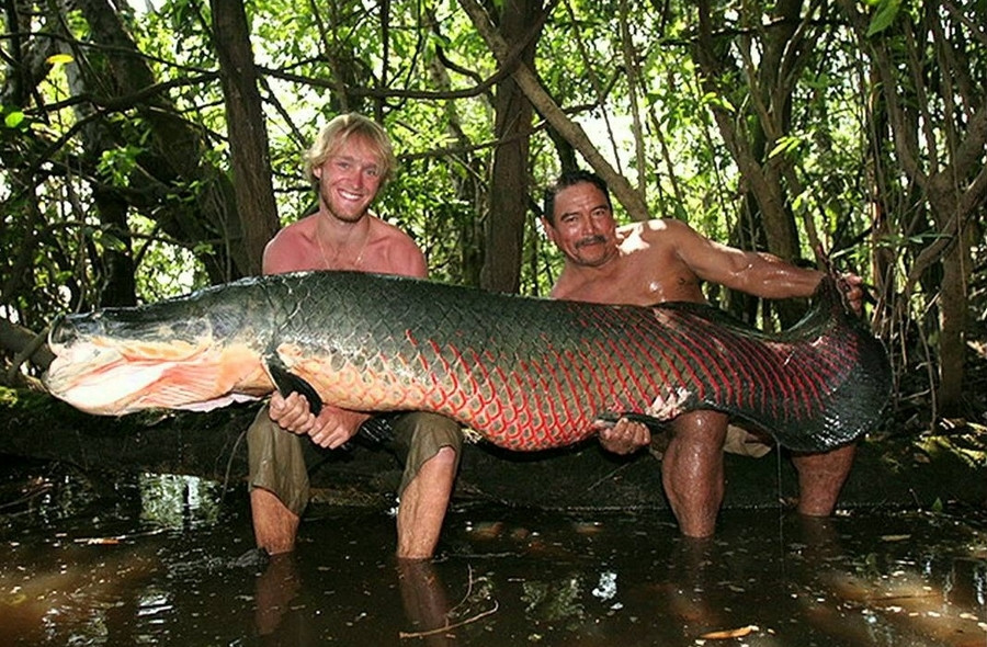 Hai mang lớn của cá hải tượng long có chứa các bóng khí đặc biệt. Nhờ vậy, chúng có thể giãn nở để chứa oxy giúp nhịn thở từ 5 - 15 phút sau mỗi lần nổi lên mặt nước.