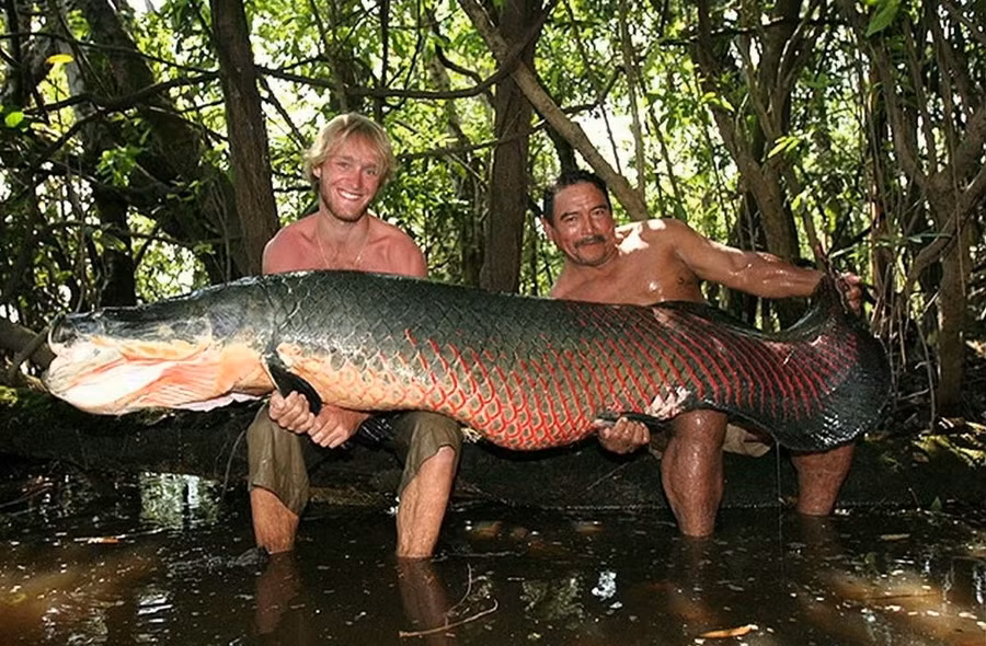 Hai mang lớn của cá hải tượng long có chứa các bóng khí đặc biệt. Nhờ vậy, chúng có thể giãn nở để chứa oxy giúp nhịn thở từ 5 - 15 phút sau mỗi lần nổi lên mặt nước.