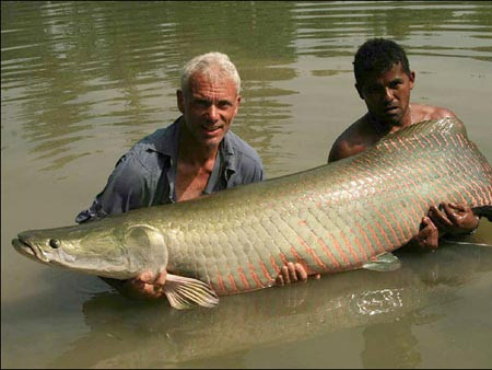 Thế giới từng ghi nhận một con cá hải tượng long có chiều dài cơ thể lên tới 4m và nặng 300 kg.