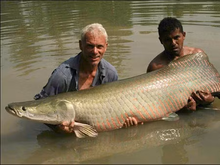 Thế giới từng ghi nhận một con cá hải tượng long có chiều dài cơ thể lên tới 4m và nặng 300 kg.