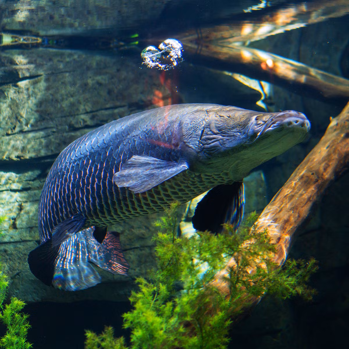 Khi bé, cá hải tượng long có vảy màu xám bạc, thân hình tròn và thuôn dài. Phần đầu của nó trông giống đầu cá lóc.