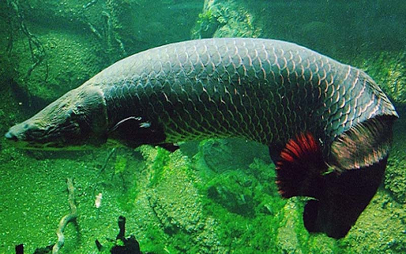 Thức ăn thường ngày của "thủy quái" Arapaima gồm: cá, động vật giáp xác hay sinh vật nhỏ gần bờ. Thỉnh thoảng, chúng có thể phi lên mặt nước cao vài mét để tóm các con chim để ăn thịt.