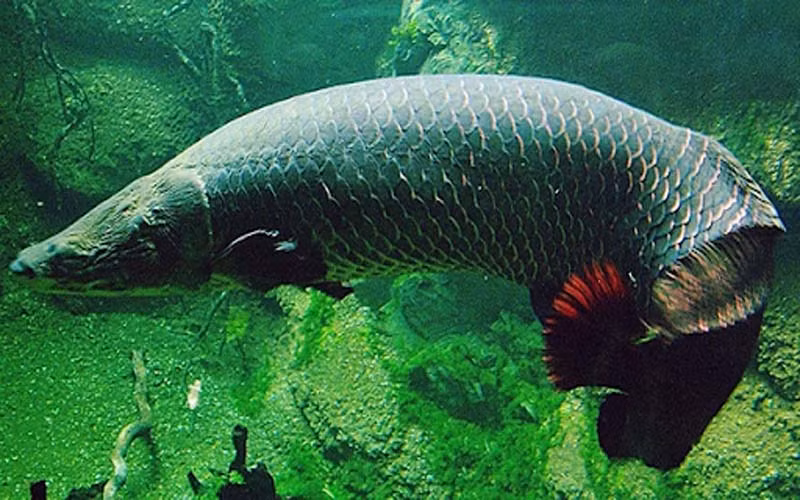 Thức ăn thường ngày của "thủy quái" Arapaima gồm: cá, động vật giáp xác hay sinh vật nhỏ gần bờ. Thỉnh thoảng, chúng có thể phi lên mặt nước cao vài mét để tóm các con chim để ăn thịt.