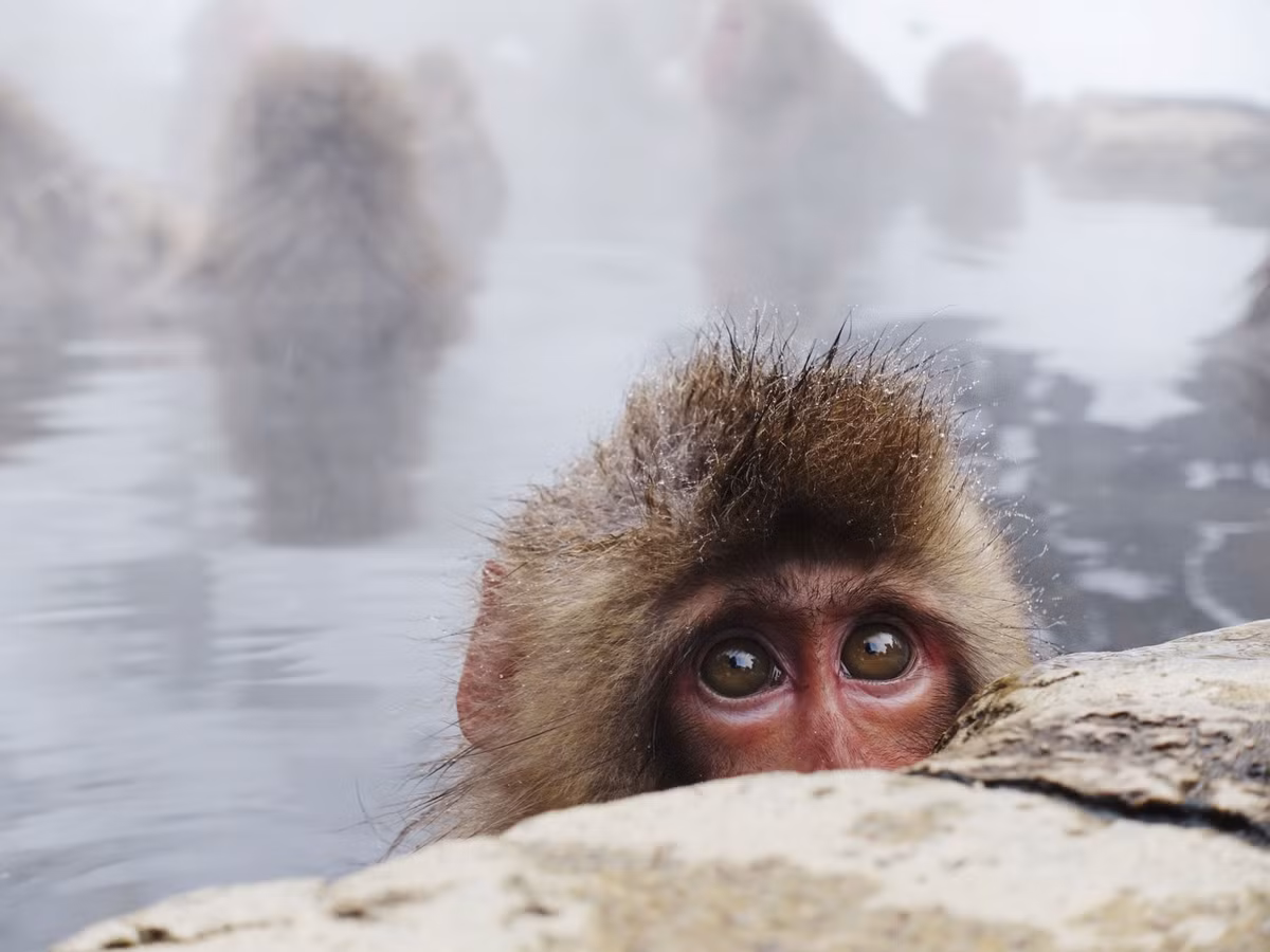 “Toàn bộ thành phố Yamaguchi được bao quanh bởi núi và thường nhìn thấy những con khỉ. Thế nhưng, chúng tôi hiếm khi chứng kiến nhiều cuộc tấn công do khỉ gây ra như vậy chỉ trong một khoảng thời gian ngắn”, một quan chức từ sở nông nghiệp thành phố Yamaguchi cho biết.