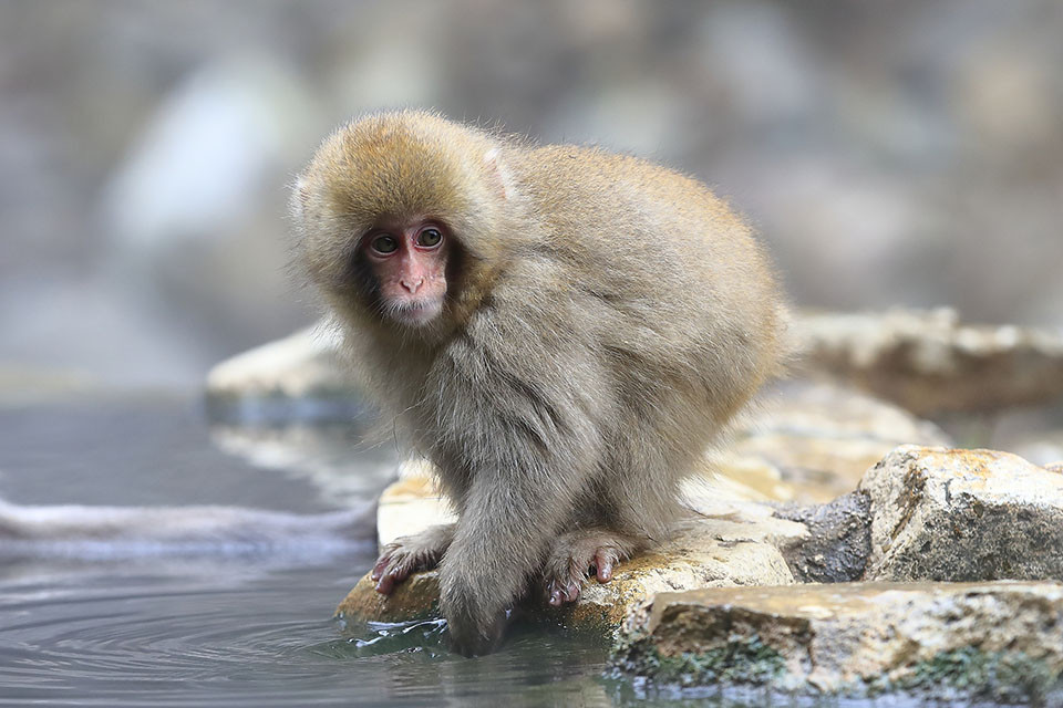 Các vụ khỉ tuyết tấn công người dân liên tục ở Yamaguchi những ngày vừa qua được giới chức trách và các chuyên gia xem là bất thường. Do vậy, cơ quan chức năng và cảnh sát đã tiến hành tuần tra, đặt bẫy nhằm bắt những con khỉ tuyết gây ảnh hưởng đến cuộc sống của người dân.