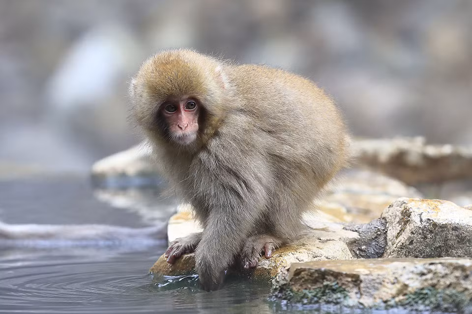 Các vụ khỉ tuyết tấn công người dân liên tục ở Yamaguchi những ngày vừa qua được giới chức trách và các chuyên gia xem là bất thường. Do vậy, cơ quan chức năng và cảnh sát đã tiến hành tuần tra, đặt bẫy nhằm bắt những con khỉ tuyết gây ảnh hưởng đến cuộc sống của người dân.