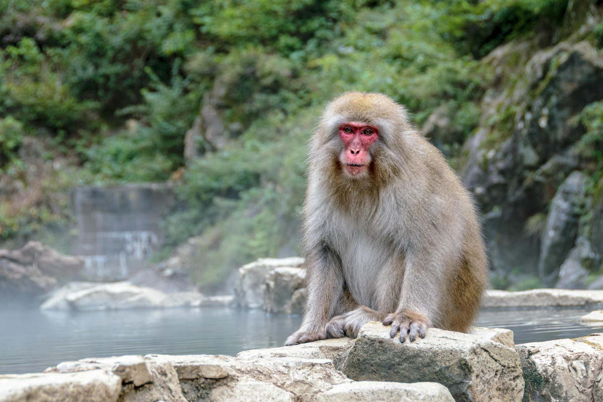 Thế nhưng, những con khỉ tuyết cũng khiến người dân và du khách lo lắng, sợ hãi khi chúng rất nghịch ngợm, quậy phá, ăn cắp trái cây...