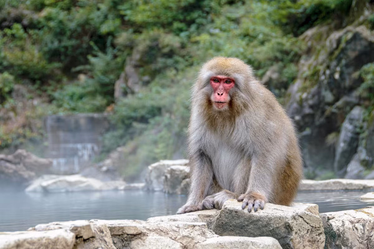 Thế nhưng, những con khỉ tuyết cũng khiến người dân và du khách lo lắng, sợ hãi khi chúng rất nghịch ngợm, quậy phá, ăn cắp trái cây...