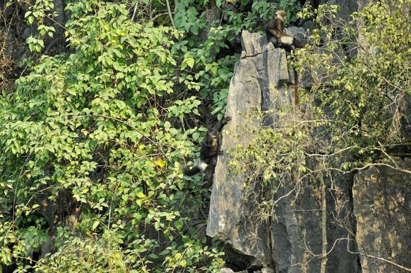 Ông Trần Xuân Quang - nhân viên khu bảo tồn thiên nhiên Vân Long cho hay trước khi thực hiện dự án bảo tồn chỉ có khoảng 20 - 30 cá thể voọc mông trắng. Thế nhưng, đến hiện nay, số lượng này đã tăng lên khoảng 200 cá thể. Đó là thành quả của quá trình bảo tồn.