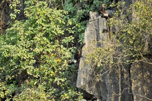 Ông Trần Xuân Quang - nhân viên khu bảo tồn thiên nhiên Vân Long cho hay trước khi thực hiện dự án bảo tồn chỉ có khoảng 20 - 30 cá thể voọc mông trắng. Thế nhưng, đến hiện nay, số lượng này đã tăng lên khoảng 200 cá thể. Đó là thành quả của quá trình bảo tồn.