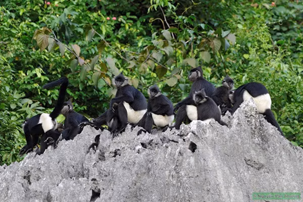 Vì vậy, voọc mông trắng - loài bị đe dọa nghiêm trọng có tên trong Sách Đỏ của Liên minh Bảo tồn thiên nhiên Thế giới (IUCN).