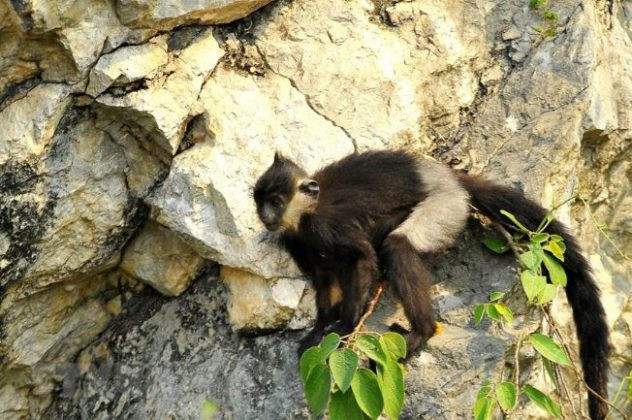 Loài voọc này được xác định là loài đặc hữu của Việt Nam, không có ở bất kỳ nơi nào khác trên Trái đất. Chúng sống chủ yếu ở rừng cây gỗ trên núi đá vôi.